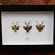 Trio of mantes chromatic variations flower box