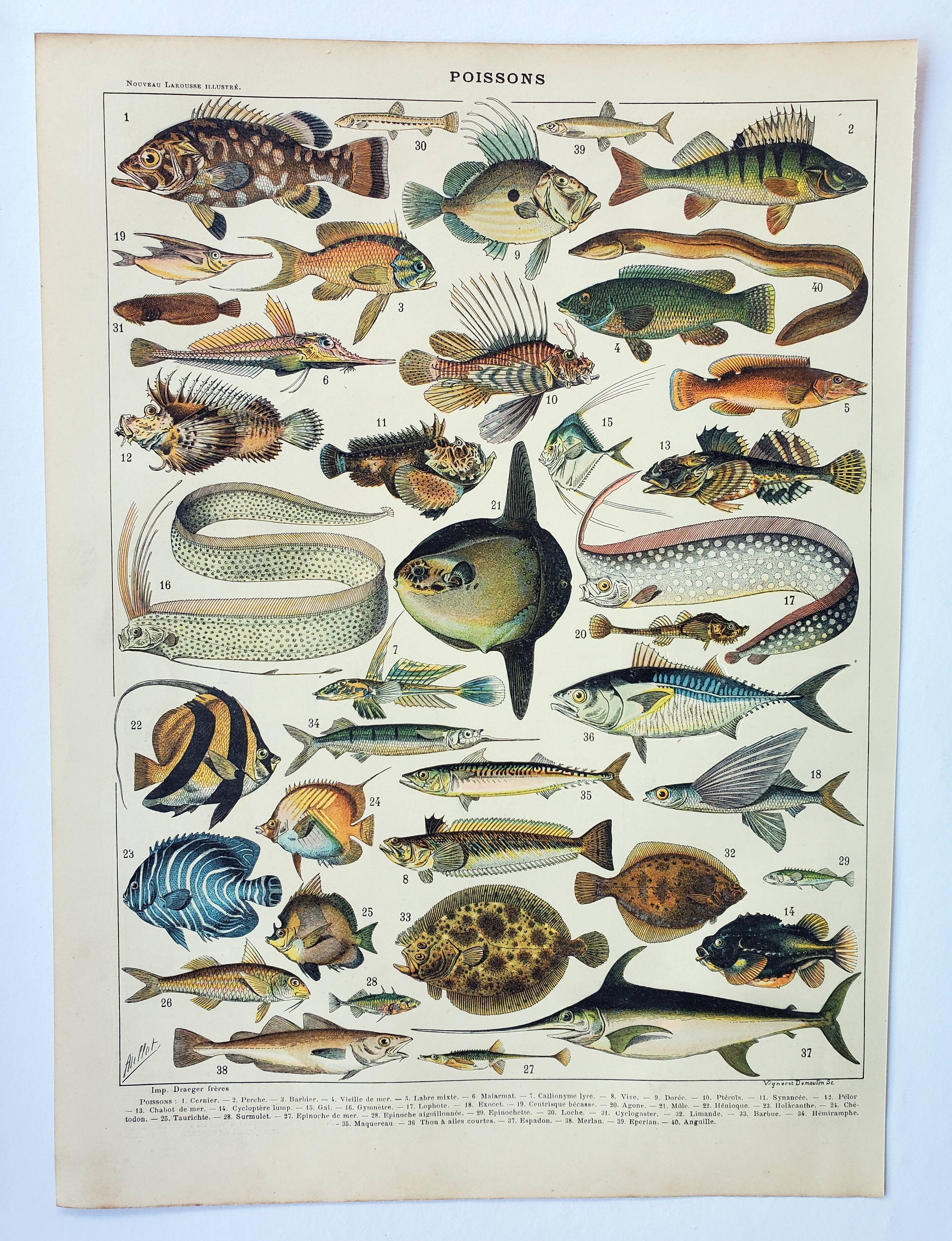 Old engraving 1898, Fish 1, marine animals • Lithograph, Original plate