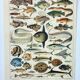 Old engraving 1898, Fish 1, marine animals • Lithograph, Original plate