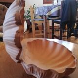 Raw cut scallop shell