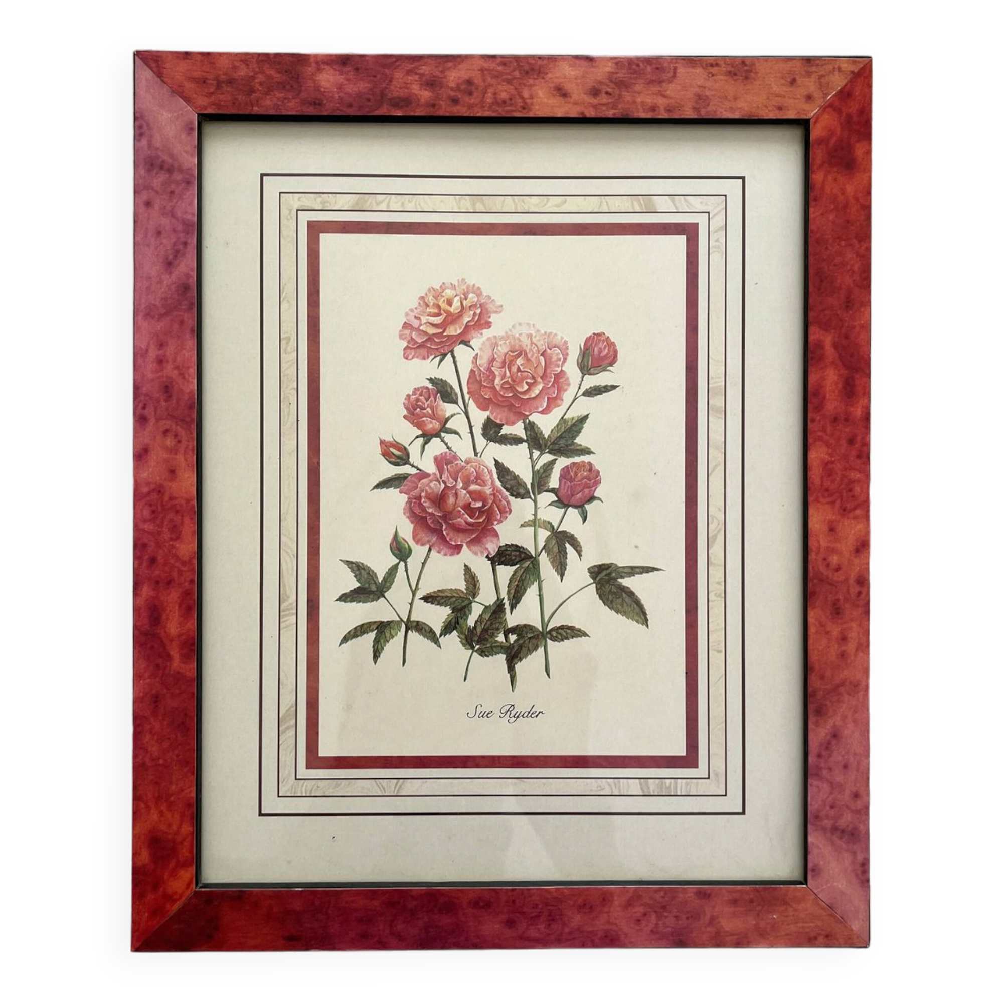 Vintage botanical lithograph