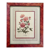 Vintage botanical lithograph