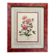 Vintage botanical lithograph