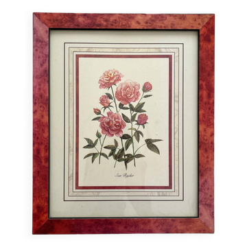 Vintage botanical lithograph