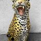 Large ceramic leopard sculpture, Italy, 1960s