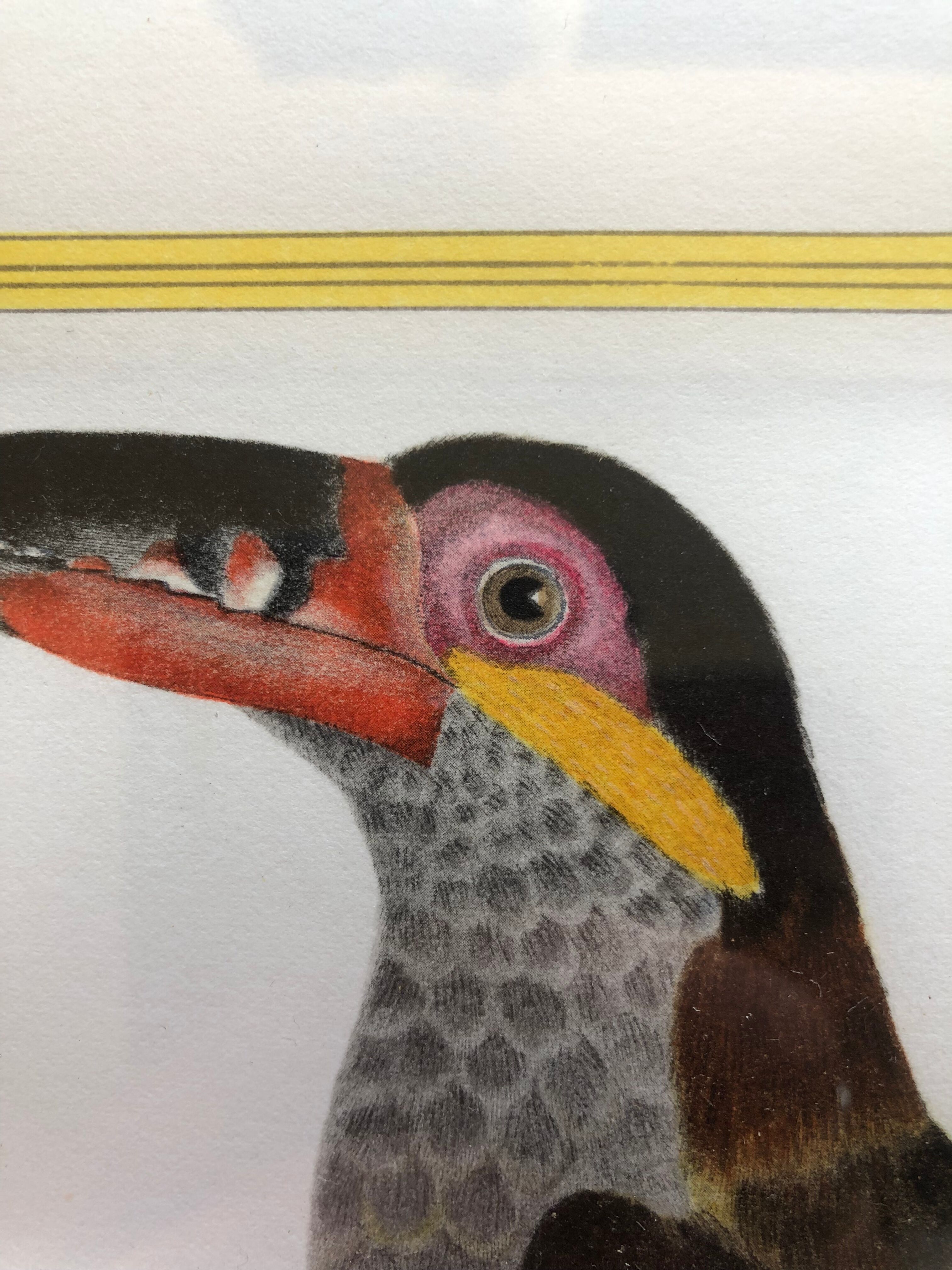 Toucan bird frame
