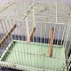 Vintage birdcage