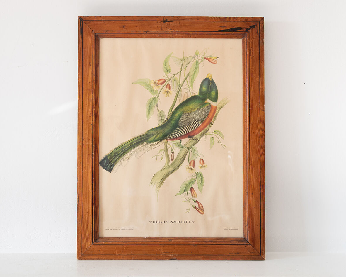 Exotic bird frame