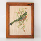 Exotic bird frame