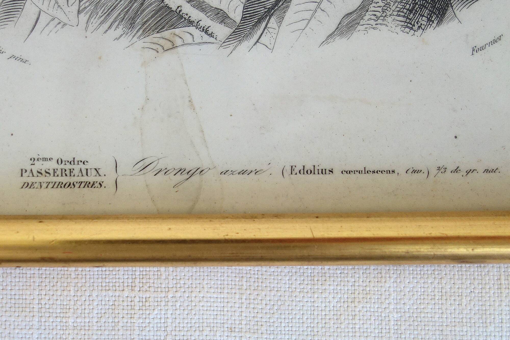 5 framed antique bird engravings