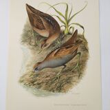 Planche oiseaux Années 1960 - Marouette Poussin - Illustration zoologique et ornithologique vintage