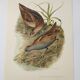 Bird board 1960s - Marouette Chick - Vintage zoological and ornithological illustration