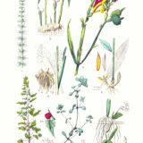 Botanical poster, after an engraving from 1881 (water spear, ginger, conflore, turmeric, arrowroot)