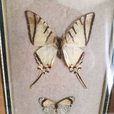 Naturalized butterflies