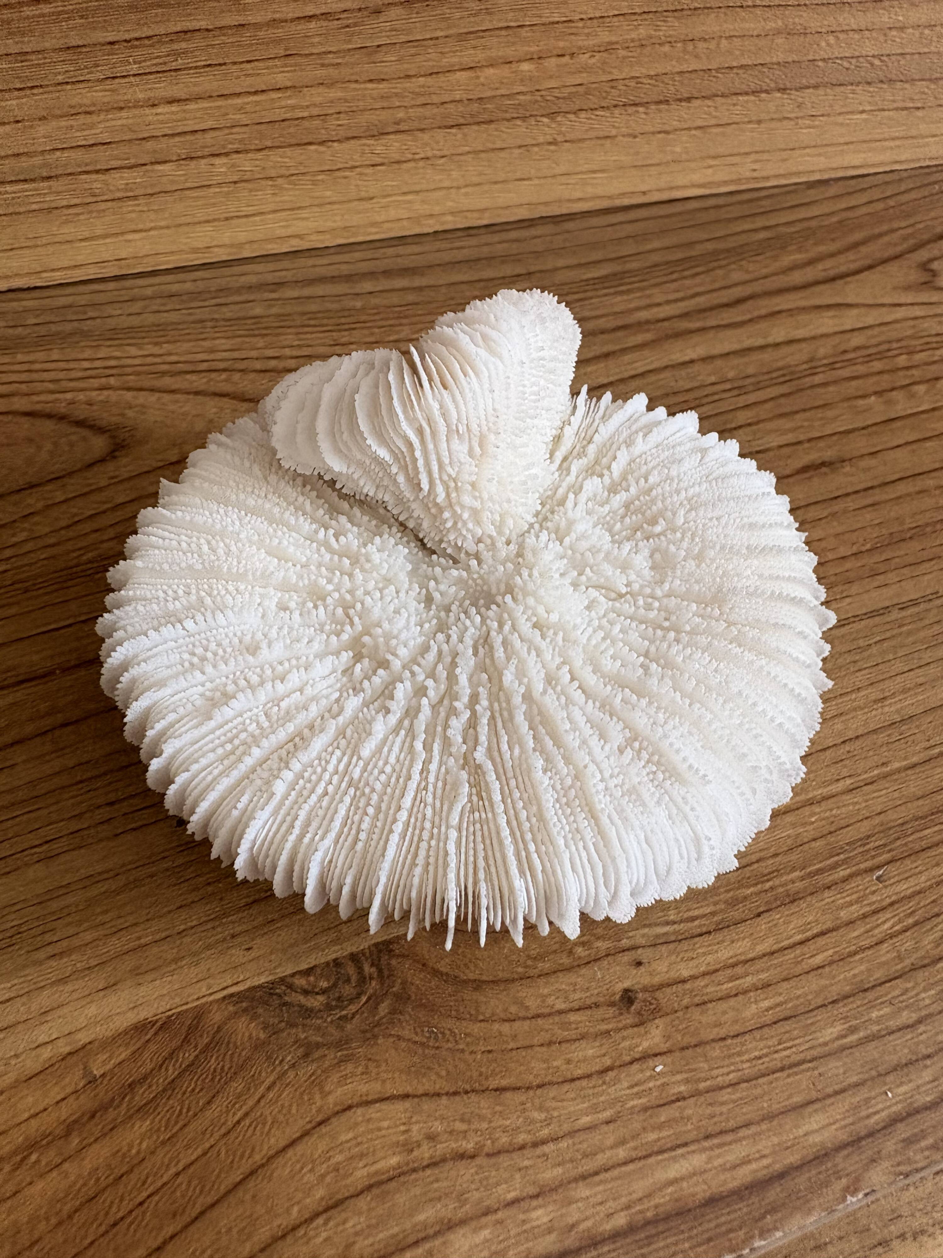 Coral Fungia "shark cushion"