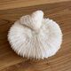 Coral Fungia "shark cushion"