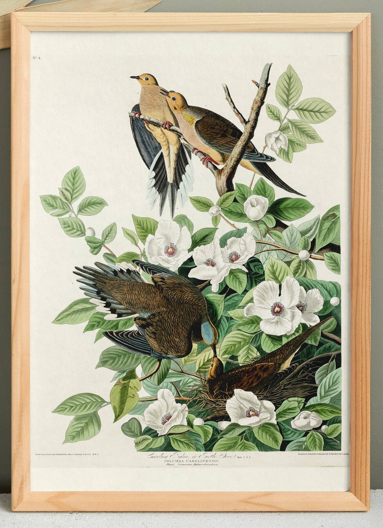 Poster about the mourning dove, based on an old engraving from 1827.