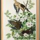 Poster about the mourning dove, based on an old engraving from 1827.