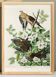 Poster about the mourning dove, based on an old engraving from 1827.