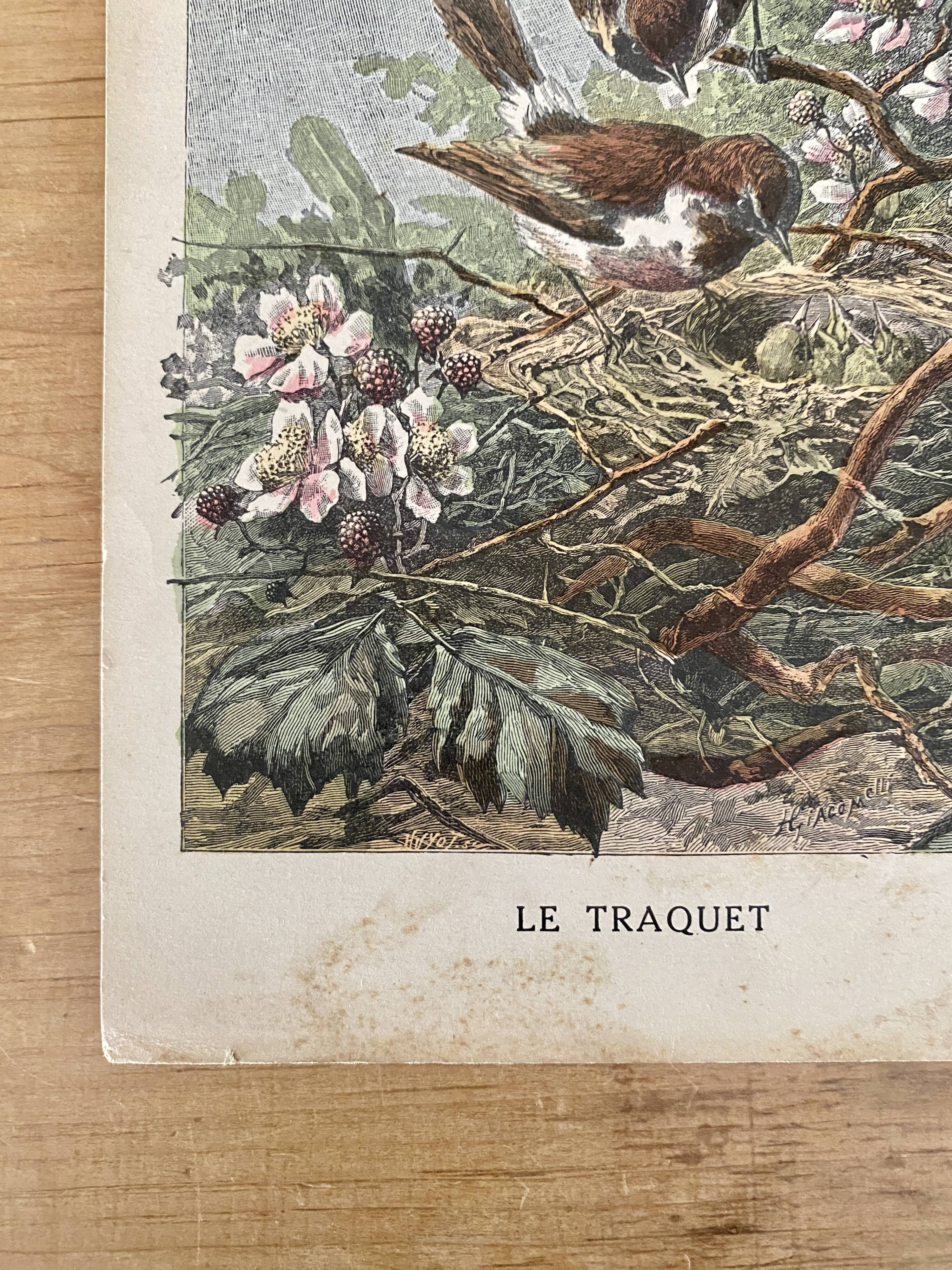 Ancienne gravure d'oiseau - Giacomelli et Huyot - LE TRAQUET -