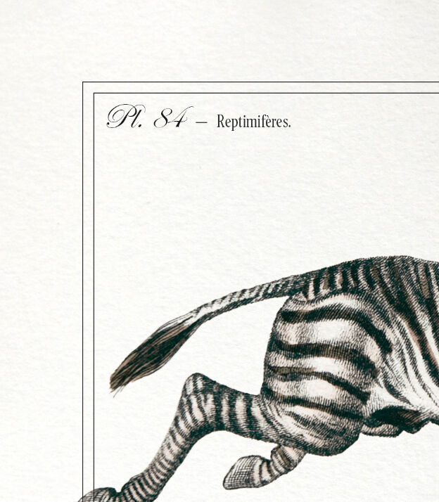 Chimera lithograph animal engraving - the zebrodile