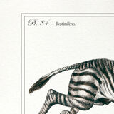 Chimera lithograph animal engraving - the zebrodile