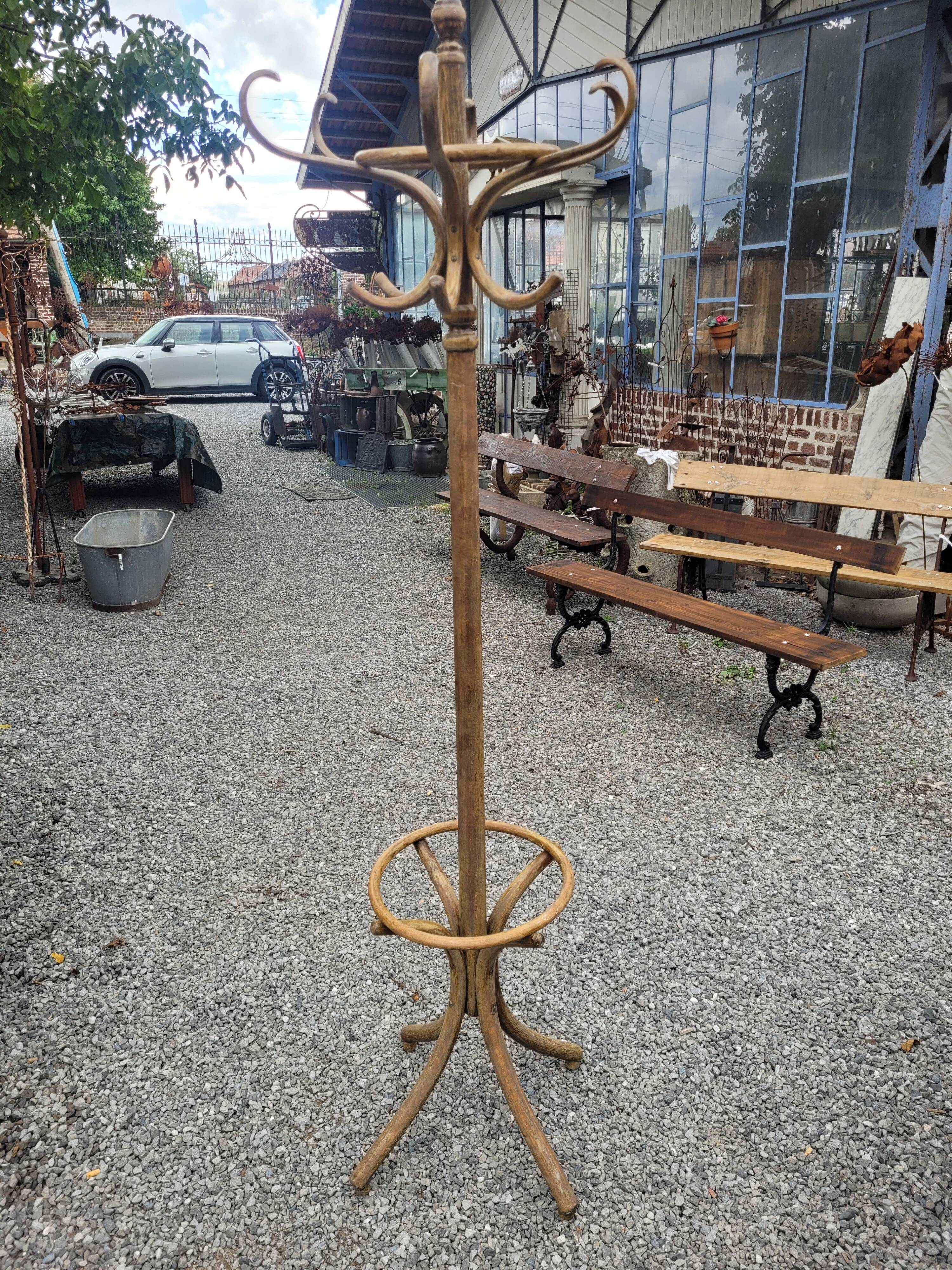 Old parrot in curved wood