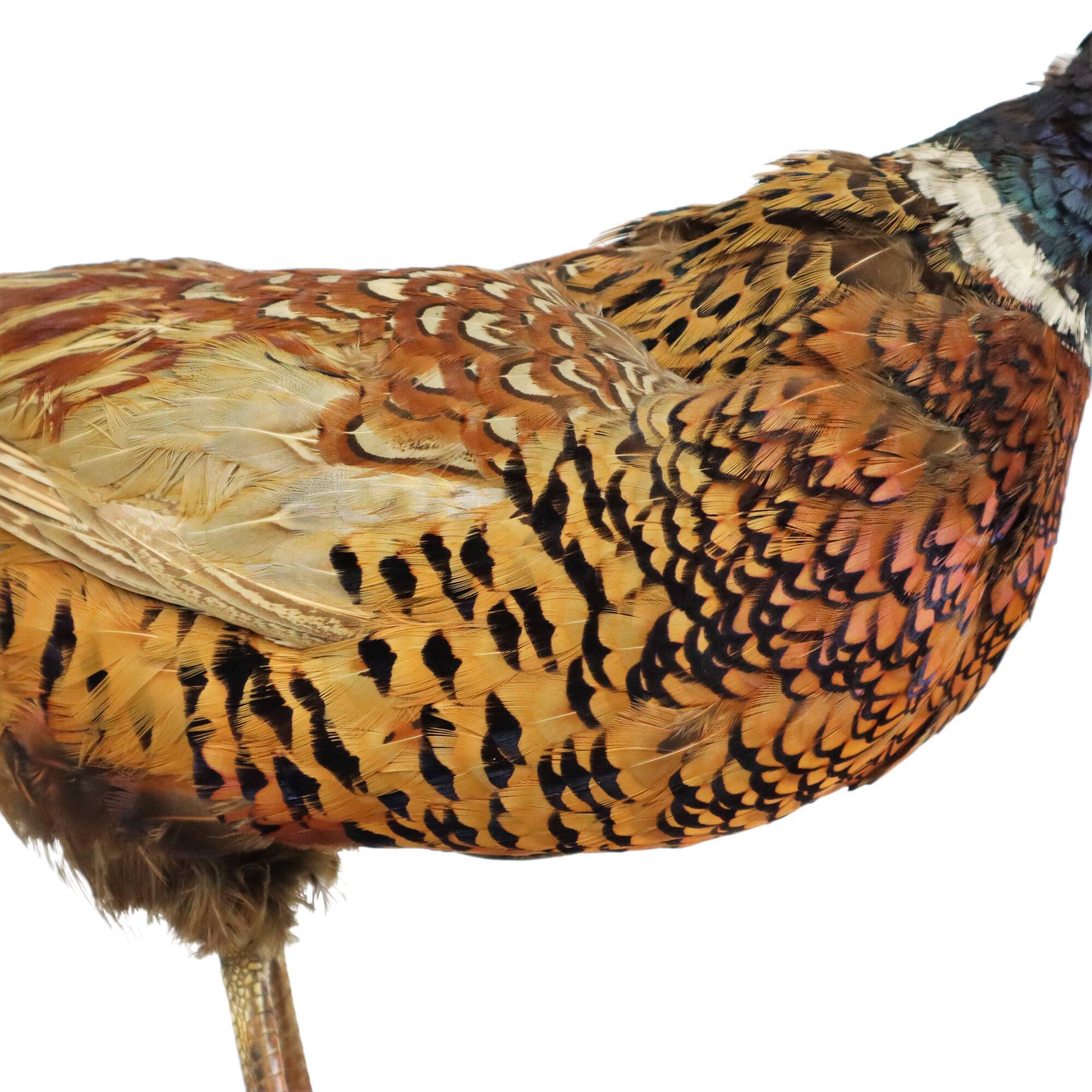 Mounted ringneck pheasant on wooden plank taxidermy