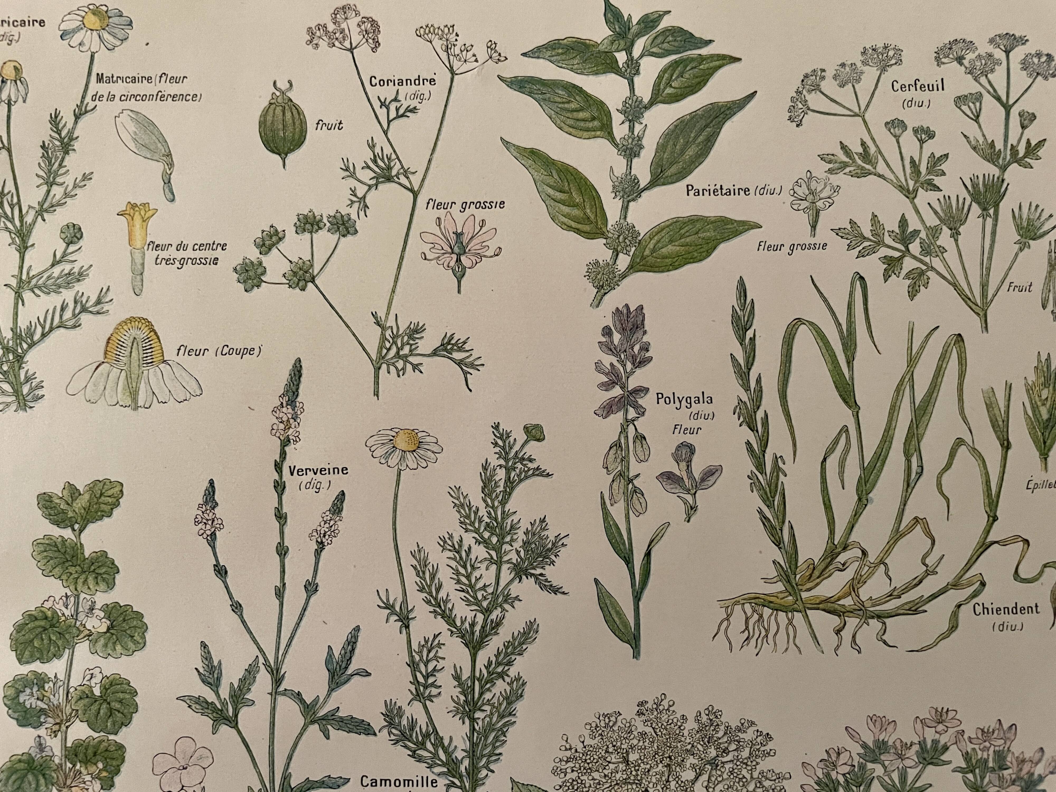Lithographie plantes médicinales (XXV) Cerfeuil Sauge Melisse - 1920