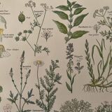 Lithographie plantes médicinales (XXV) Cerfeuil Sauge Melisse - 1920