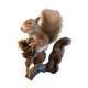 Ecureuil roux