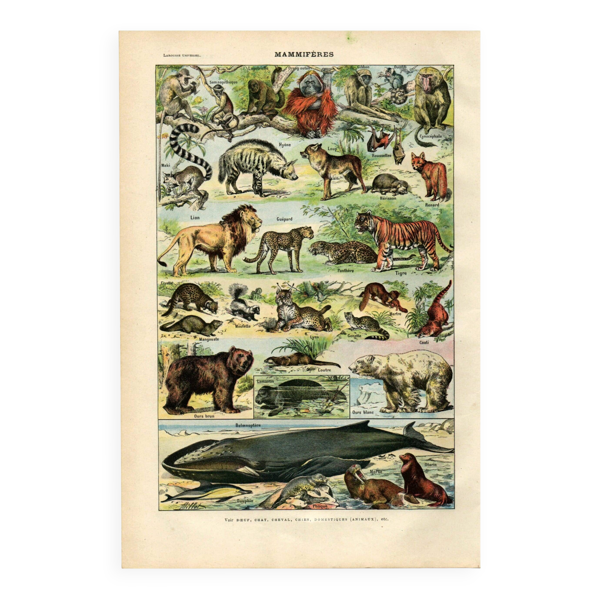 Old engraving from 1923 - Animals and Mammals by A. Millot - plate