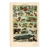 Old engraving from 1923 - Animals and Mammals by A. Millot - plate
