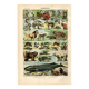 Gravure ancienne de 1923 - Animaux et Mammifères par A. Millot - planche
