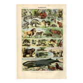 Old engraving from 1923 - Animals and Mammals by A. Millot - plate