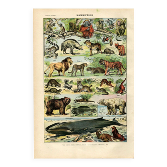 Old engraving from 1923 - Animals and Mammals by A. Millot - plate