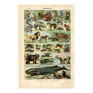Old engraving from 1923 - Animals and Mammals by A. Millot - plate