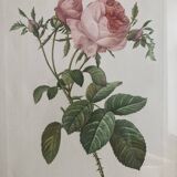 Lithographie Rose Redouté