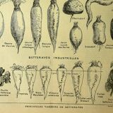 Planche botanique 1921 Dessertenne, Betterave au potager