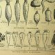 Planche botanique 1921 Dessertenne, Betterave au potager