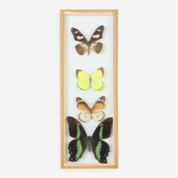 Framed asian butterflies taxidermy mounted insect display 4 pieces 30x11cm
