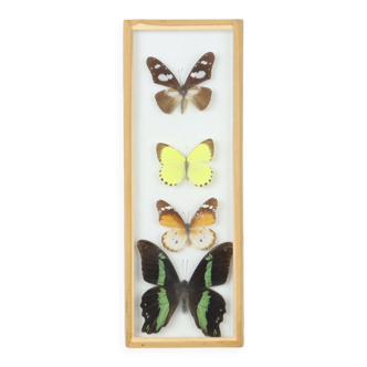 Framed asian butterflies taxidermy mounted insect display 4 pieces 30x11cm