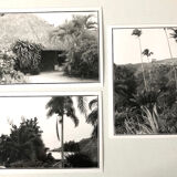 Black & White Photos of Palm Trees