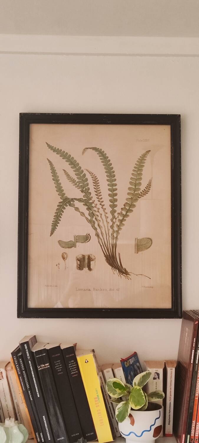 Framed herbarium illustration with a vintage effect.