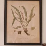 Framed herbarium illustration with a vintage effect.