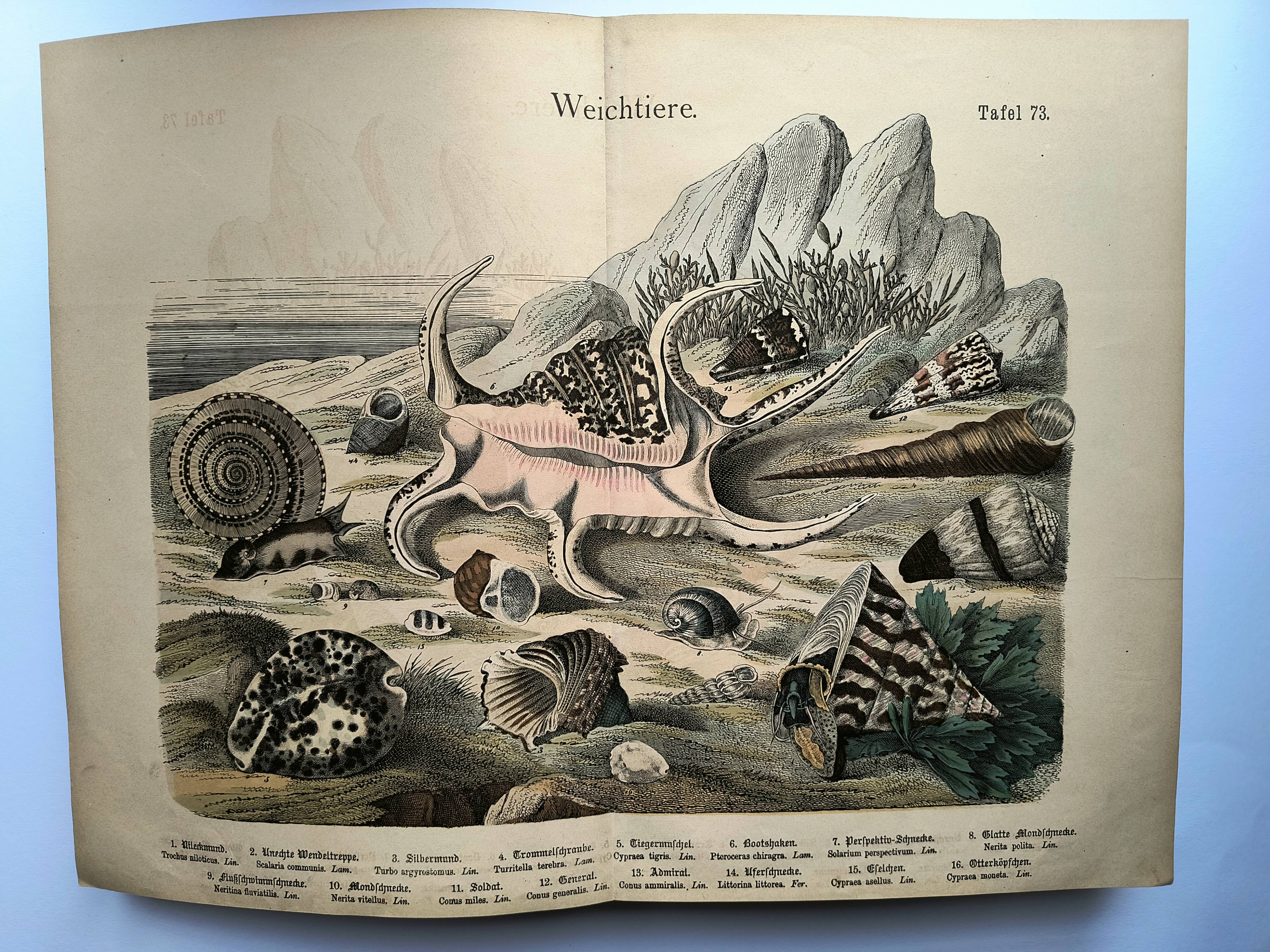 Gravure ancienne 1886 - Coquillages et mollusques 1.Lithographie planche