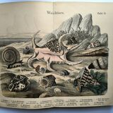 Gravure ancienne 1886 - Coquillages et mollusques 1.Lithographie planche