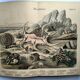 Antique engraving 1886 - Shells and mollusks 1. Lithograph plate