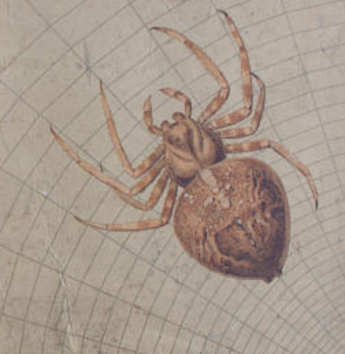 Displays "Spider" by Herman Leutemann published by Leipziger Schulbilderverlag von F. E. Wachsmuth Leipzig 1878