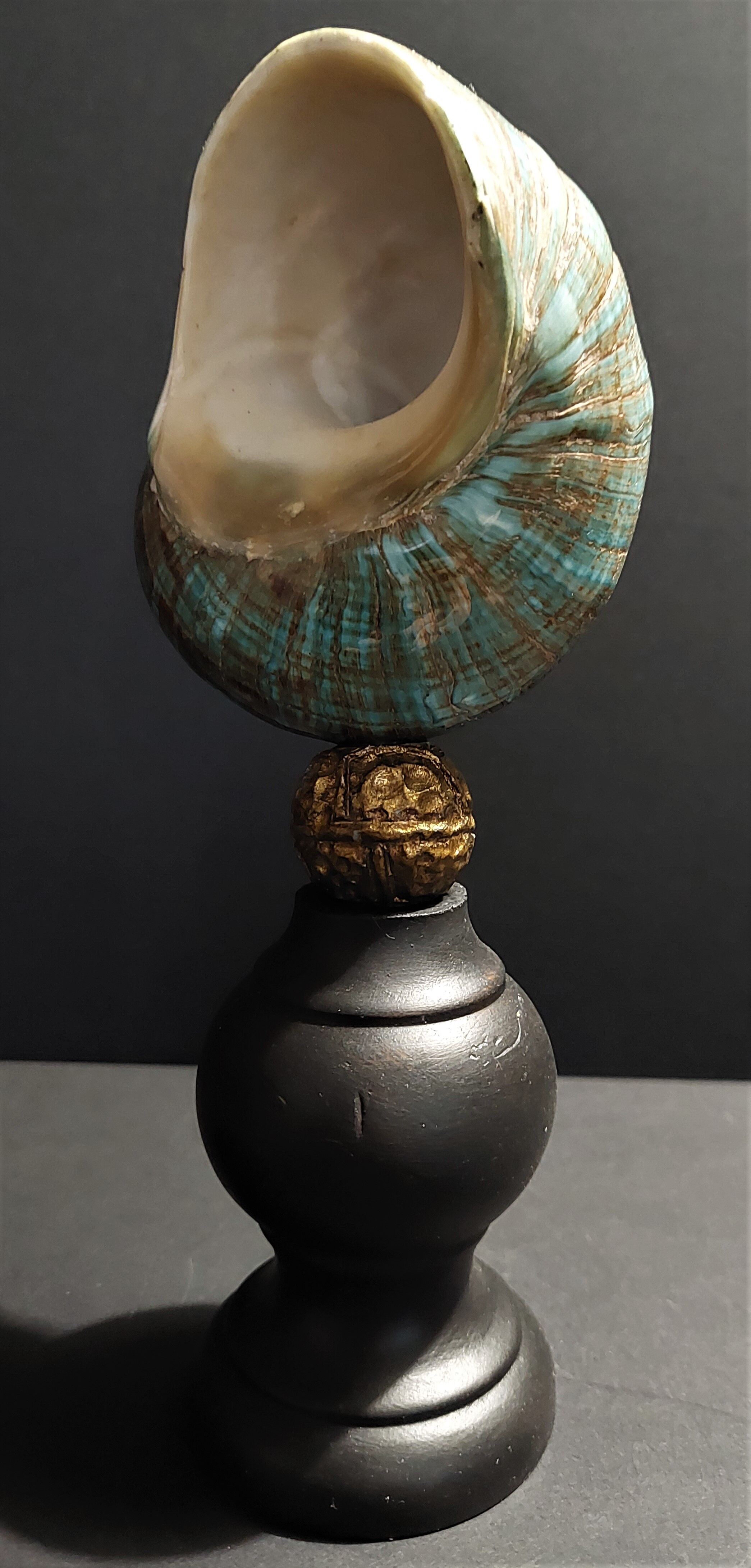 Cabinet of curiosities shell turbo imperialis on base